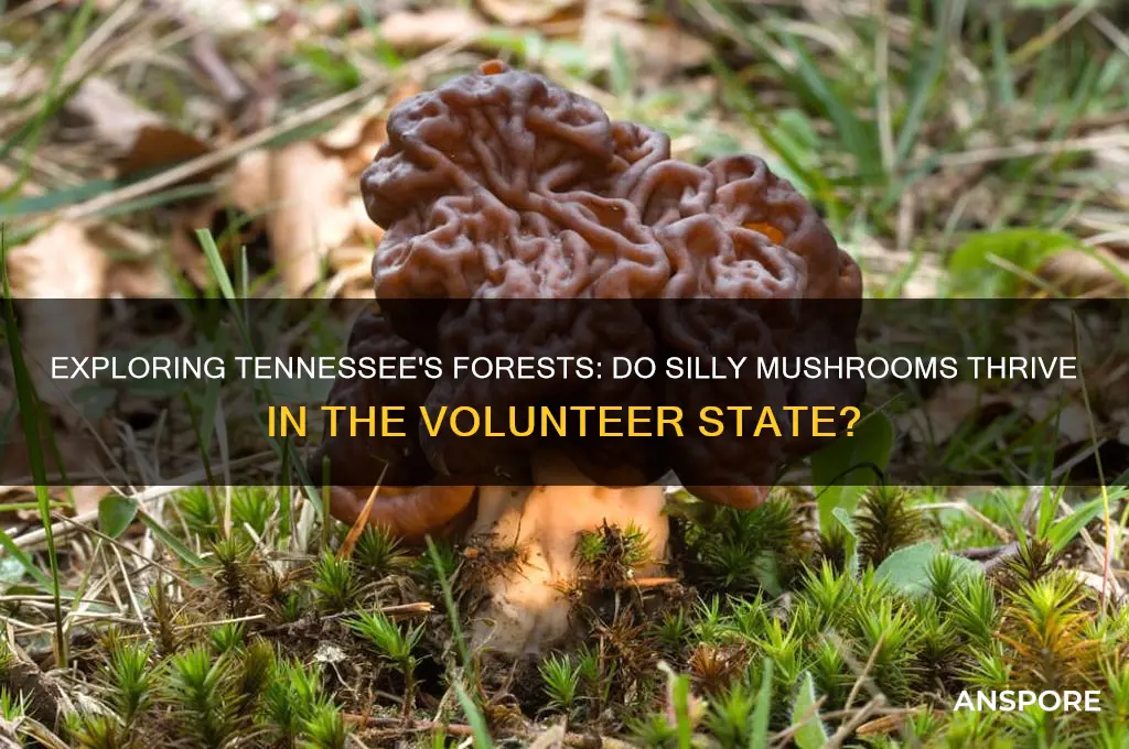 do silly mushrooms grow in tn
