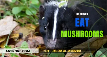 Do Skunks Eat Mushrooms? Exploring Their Diet and Foraging Habits