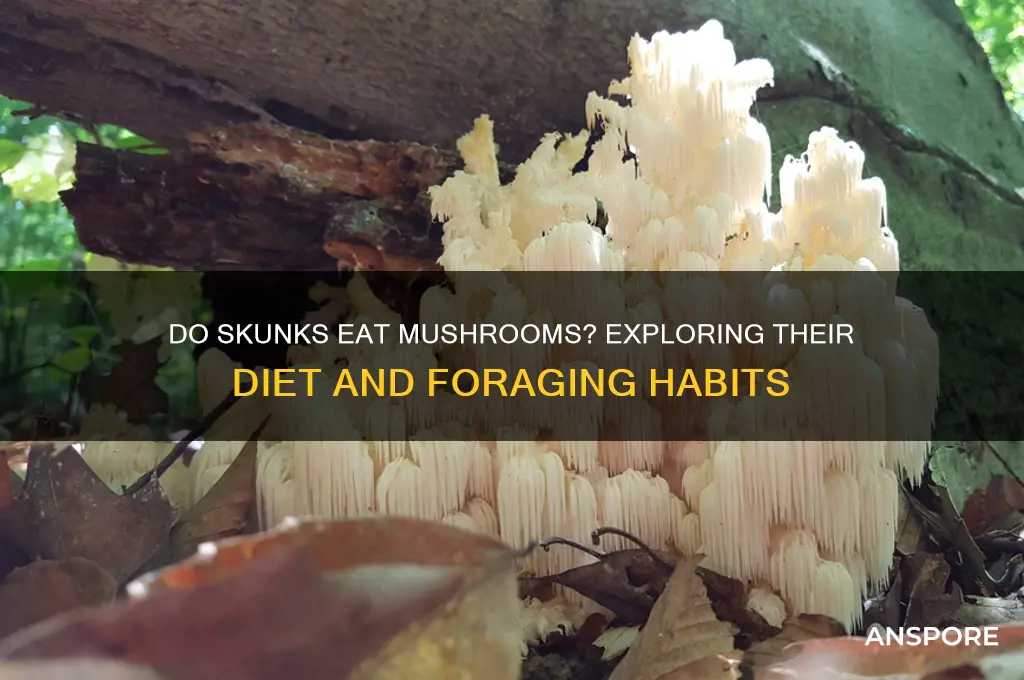 do skunks eat mushrooms