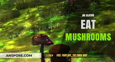 Do Sloths Eat Mushrooms? Unveiling Their Unique Dietary Habits