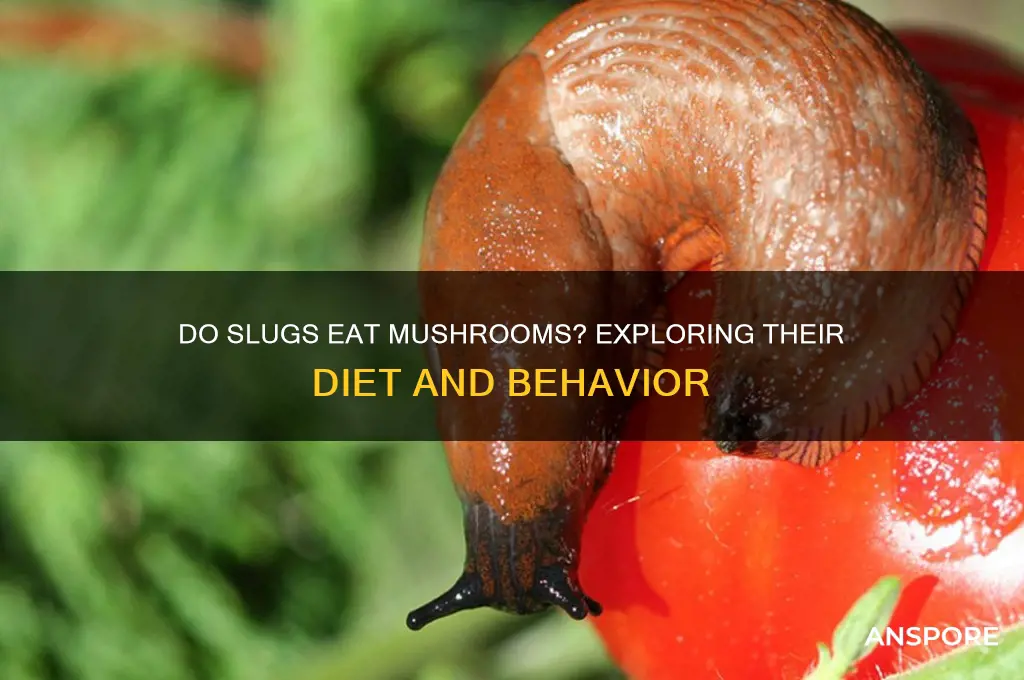 do slugs eat mushrooms