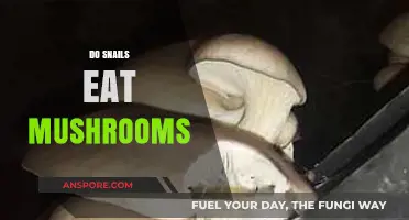 Do Snails Eat Mushrooms? Exploring Their Diet and Habits