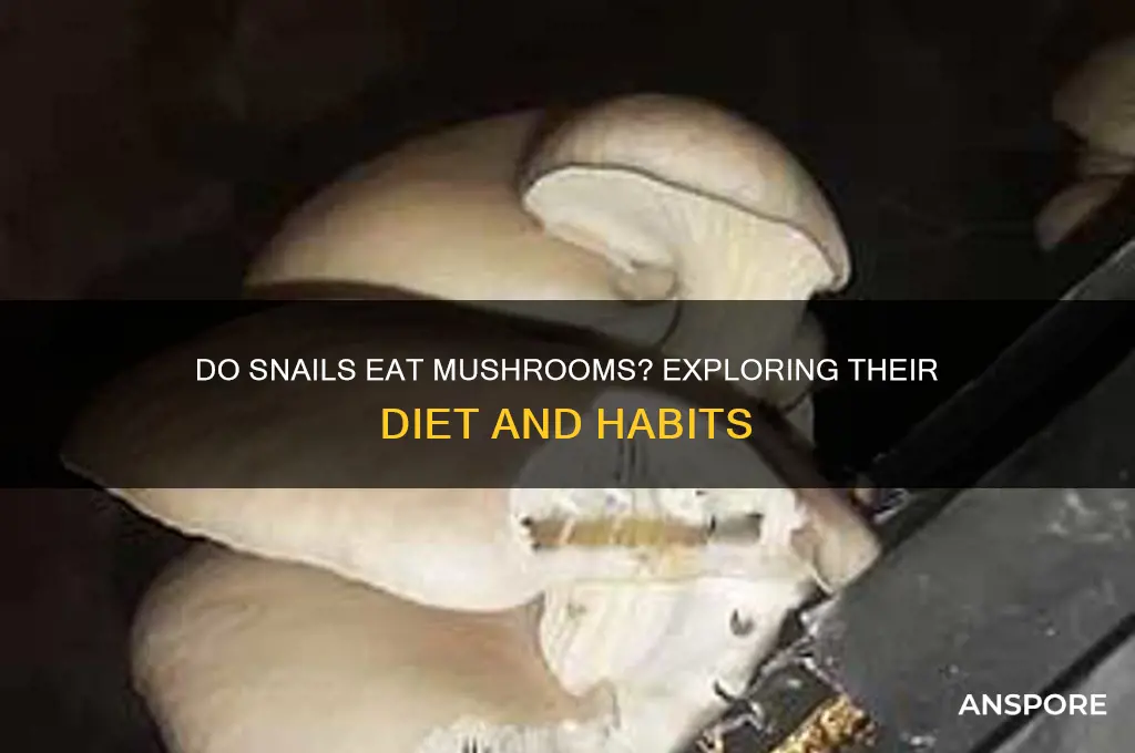 do snails eat mushrooms