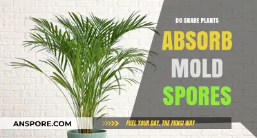 Snake Plants and Mold: Do They Absorb Spores Effectively?