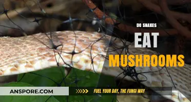 Do Snakes Eat Mushrooms? Unveiling the Truth About Their Diet