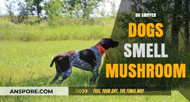 Sniffer Dogs: Can They Detect Mushrooms?