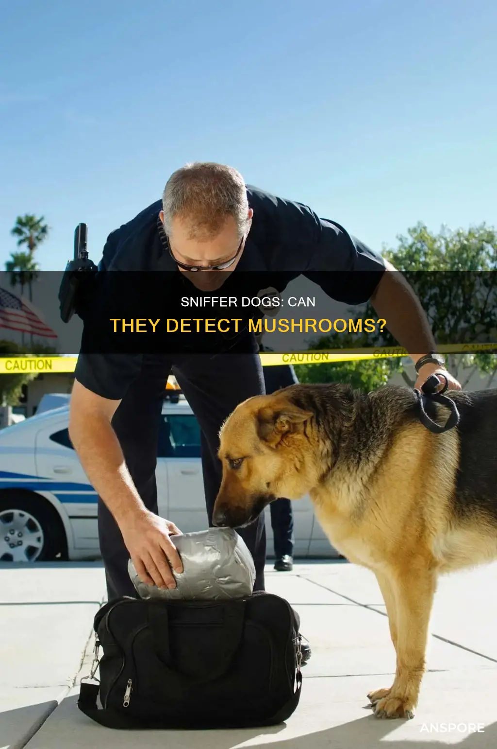do sniffer dogs smell mushrooms