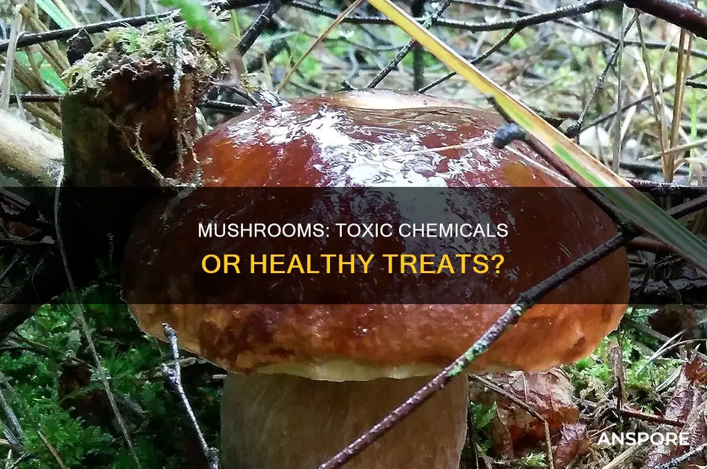 do some mushrooms contain chemicals harmful to humans
