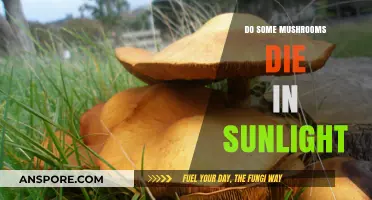 Mushrooms and Sunlight: A Deadly Combination?