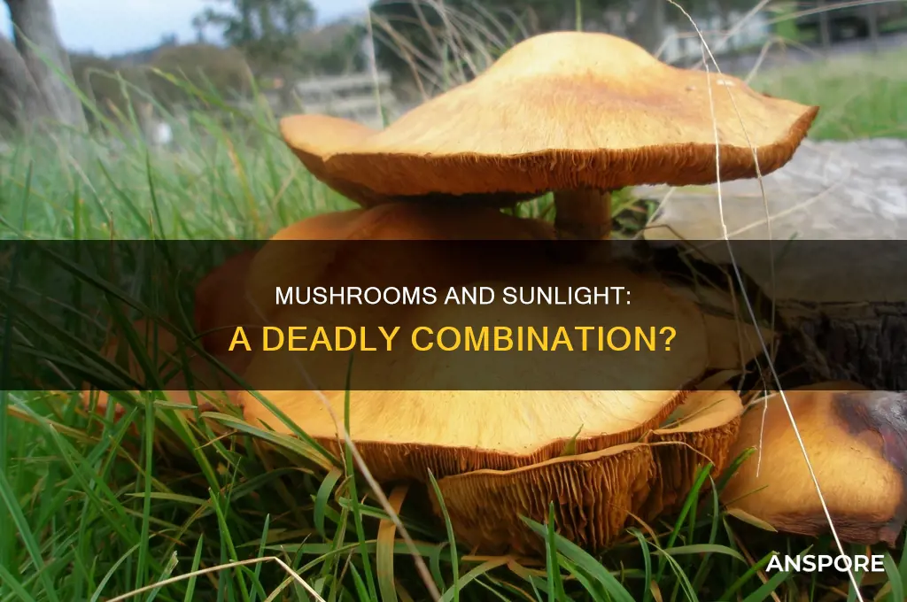 do some mushrooms die in sunlight