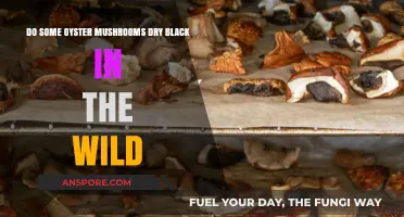 Why Do Oyster Mushrooms Dry Black in Nature?