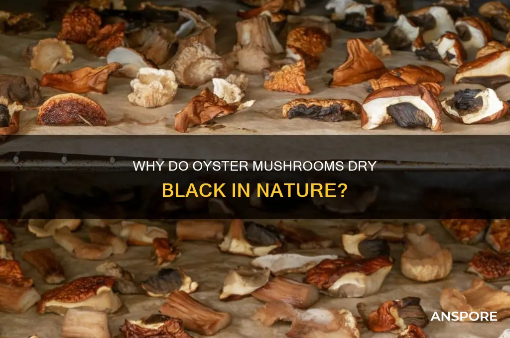 do some oyster mushrooms dry black in the wild