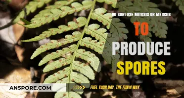 Understanding Sori: Mitosis or Meiosis in Spore Production Explained