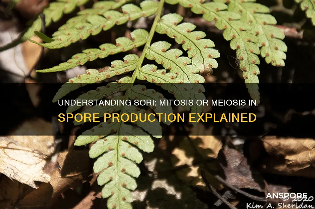do sori use mitosis or meiosis to produce spores