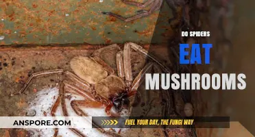 Do Spiders Eat Mushrooms? Unraveling the Truth About Arachnid Diets