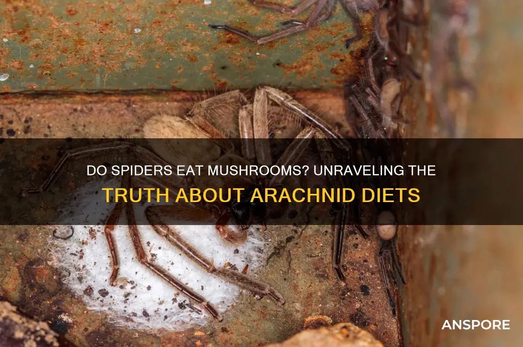 do spiders eat mushrooms