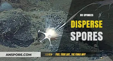 Do Sponges Disperse Spores? Unraveling the Mystery of Sponge Reproduction