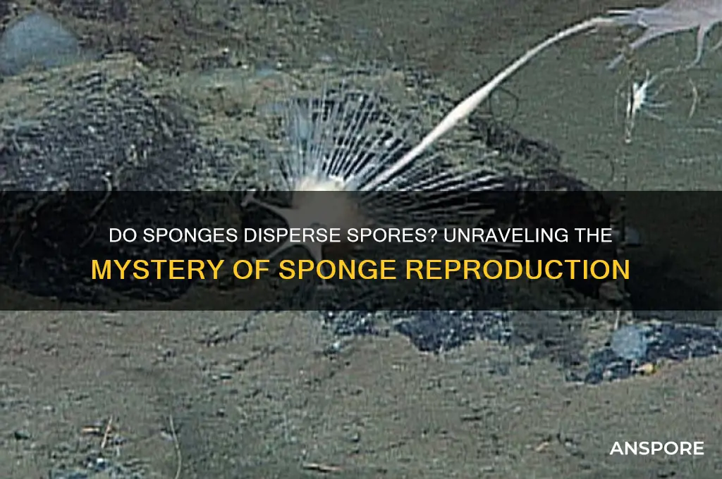 do sponges disperse spores
