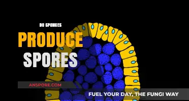 Do Sponges Produce Spores? Unraveling the Mystery of Sponge Reproduction