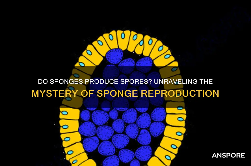 do sponges produce spores