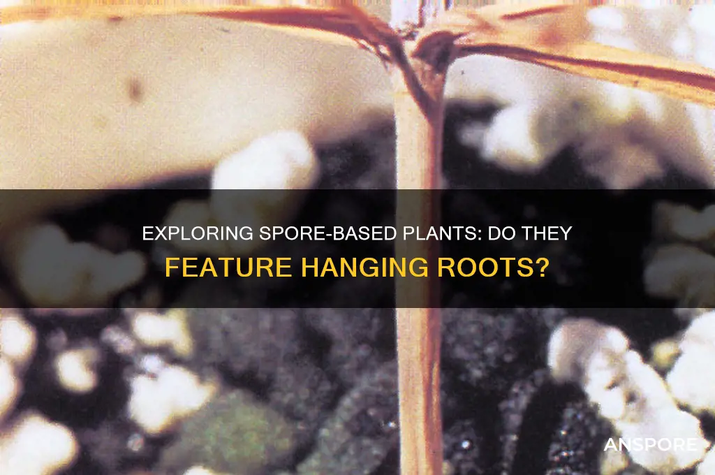 do spore based plants have hanging roots