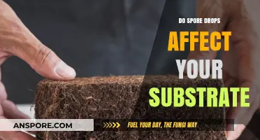 Do Spore Drops Impact Substrate Quality and Mushroom Yield?