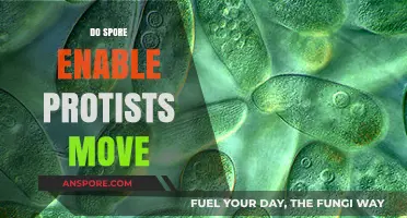 How Spores Facilitate Movement in Protists: Unveiling Microscopic Mobility