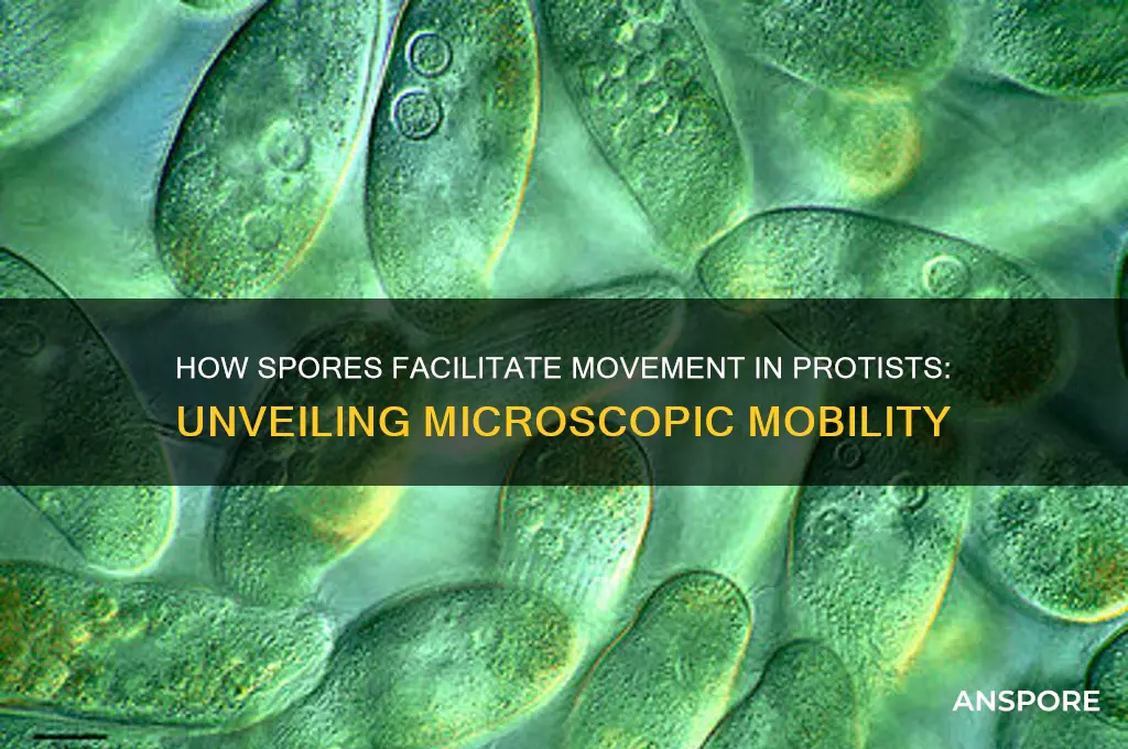 do spore enable protists move