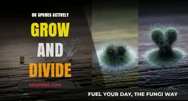 Do Spores Actively Grow and Divide? Unraveling Their Dormant Nature
