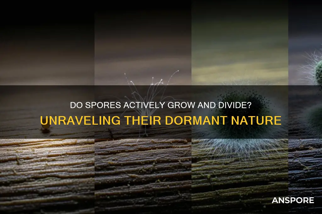 do spores actively grow and divide