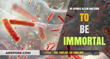 Can Spores Grant Bacteria Eternal Life? Unraveling Microbial Immortality