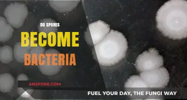 Do Spores Transform into Bacteria? Unraveling the Microbial Mystery
