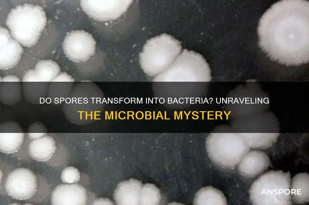 do spores become bacteria