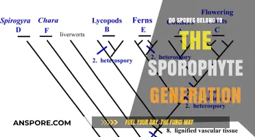 Understanding Spores: Do They Belong to the Sporophyte Generation?
