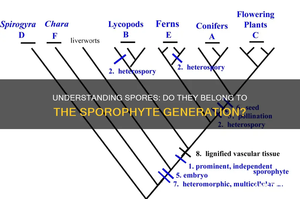 do spores belong to the sporophyte generation