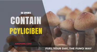 Do Spores Contain Psilocybin? Unraveling the Fungal Mystery