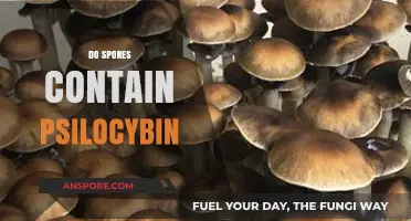 Do Spores Contain Psilocybin? Unraveling the Fungal Mystery