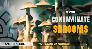 Do Spores Contaminate Shrooms? Unraveling the Myth and Facts