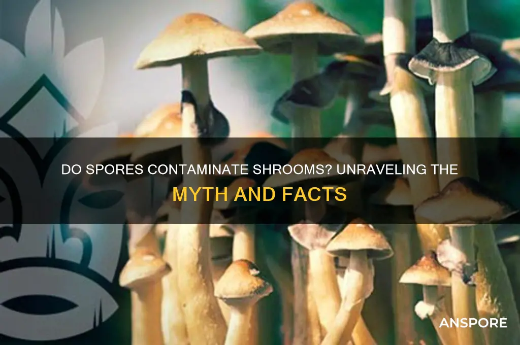 do spores contaminate shrooms