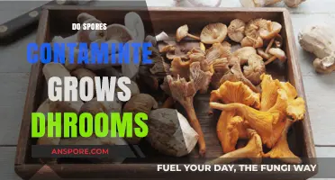 Preventing Contamination: Do Spores Compromise Mushroom Grow Room Success?