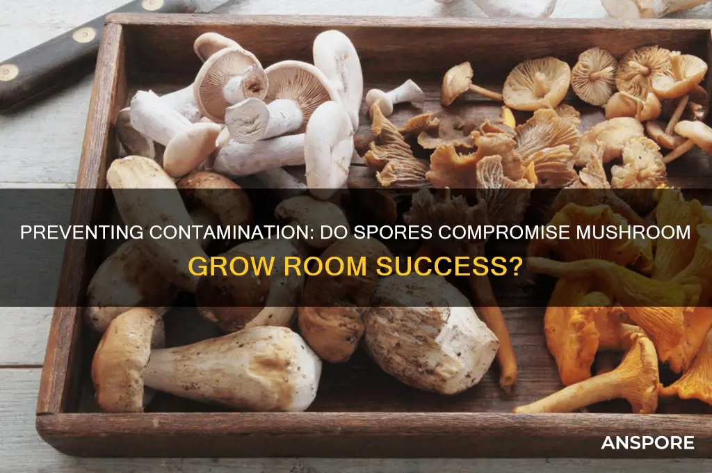 do spores contaminte grows dhrooms