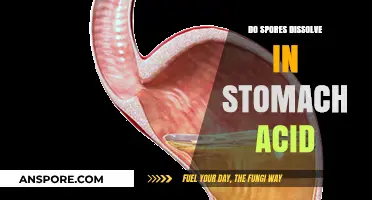 Can Spores Survive Stomach Acid? Unraveling the Digestive Mystery