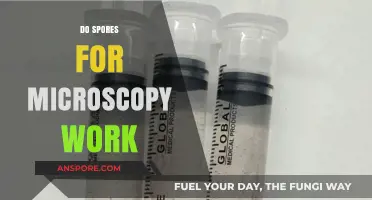 Exploring Microscopy Spores: Do They Work and How to Use Them?