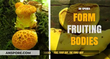 Do Spores Form Fruiting Bodies? Exploring Fungal Reproduction and Growth