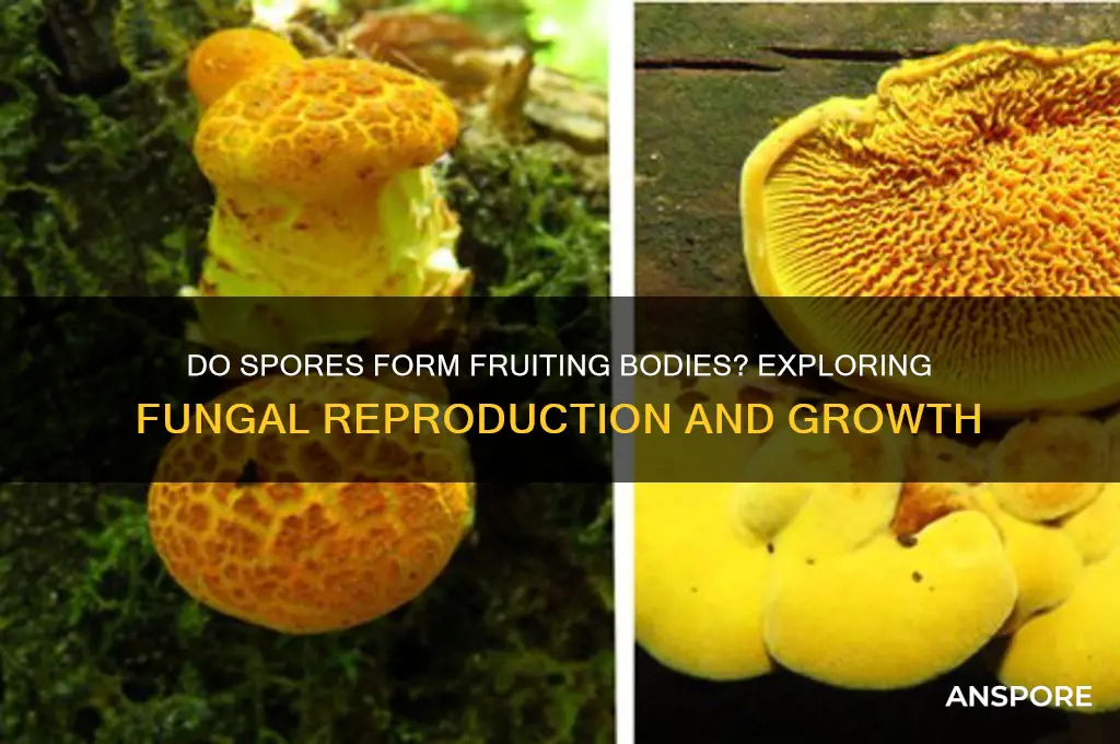 do spores form fruiting bodies