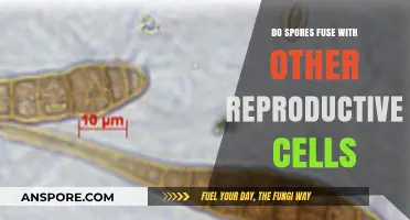 Do Spores Fuse with Other Reproductive Cells? Unraveling Fungal Reproduction