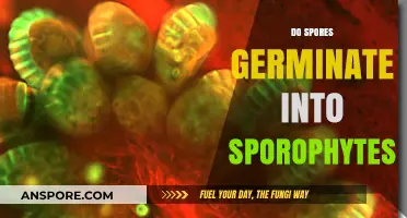 Do Spores Germinate into Sporophytes? Unraveling the Life Cycle Mystery