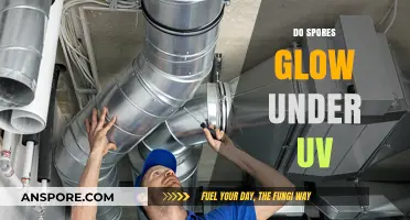 Do Spores Glow Under UV Light? Unveiling the Fluorescent Mystery