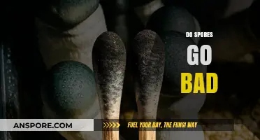 Do Spores Expire? Understanding Shelf Life and Storage Tips