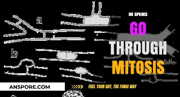 Do Spores Undergo Mitosis? Unraveling the Fungal Reproduction Mystery